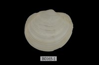 藏品(白無齒滿月蛤)的圖片